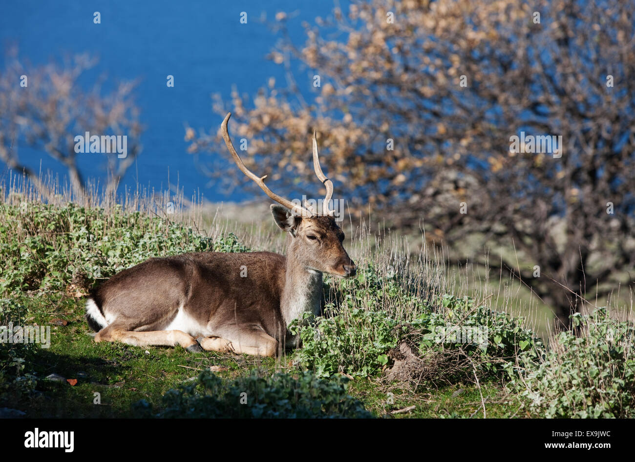 Un buck daini con corna (specie) Dama Dama, nel castello di Lemnos island, Limnos, Grecia. Foto Stock