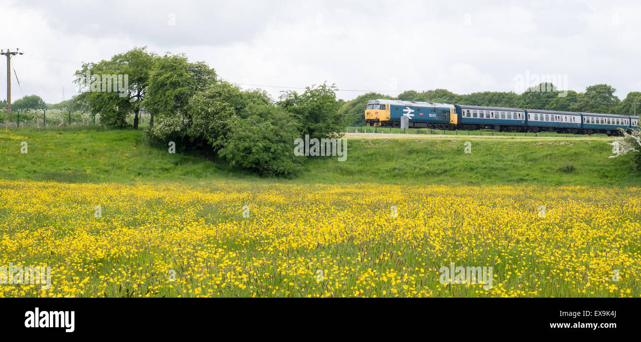 La British Rail liveried treno diesel campo passando di renoncules Foto Stock