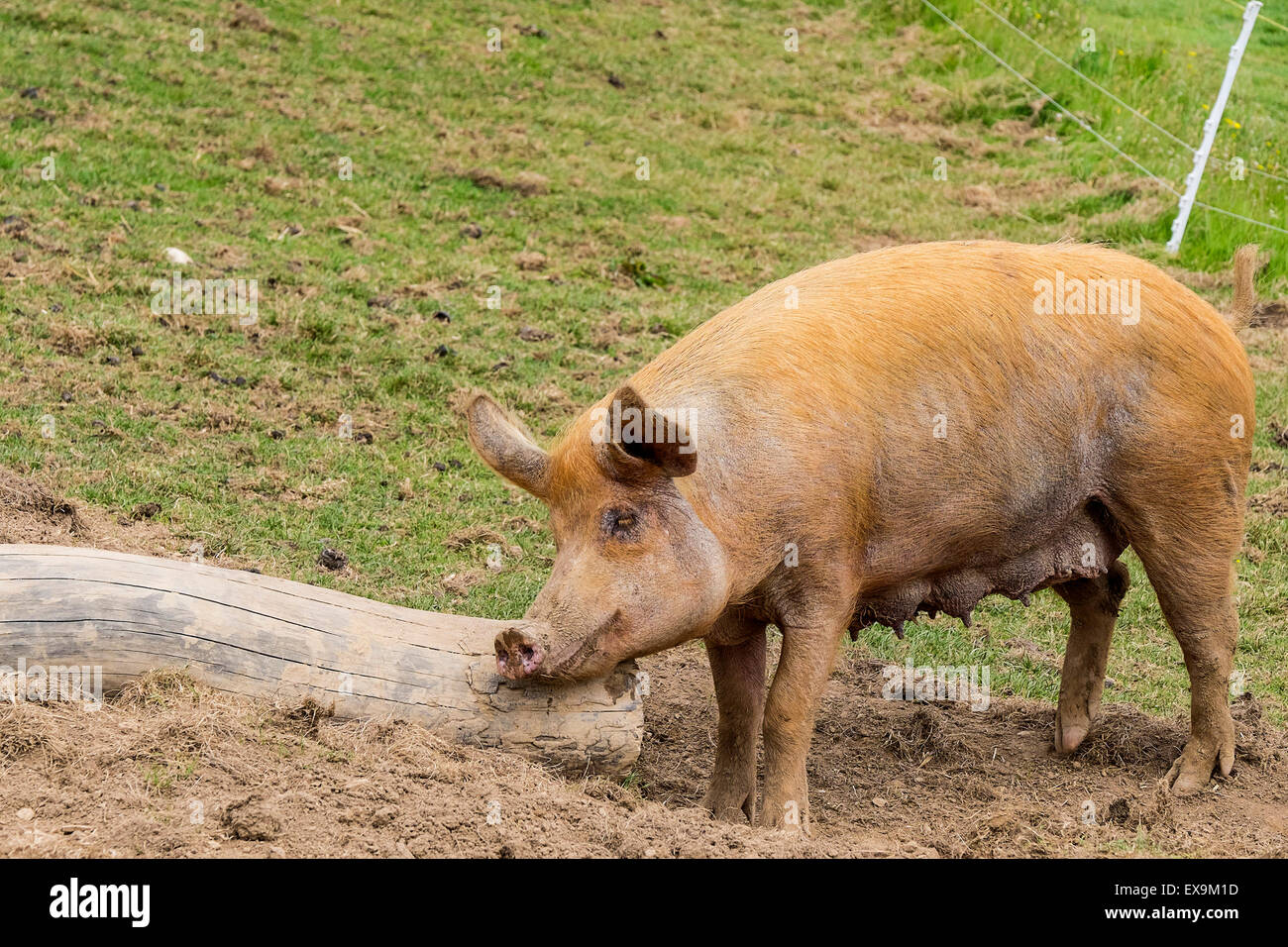 Un maiale di Tamworth. Foto Stock