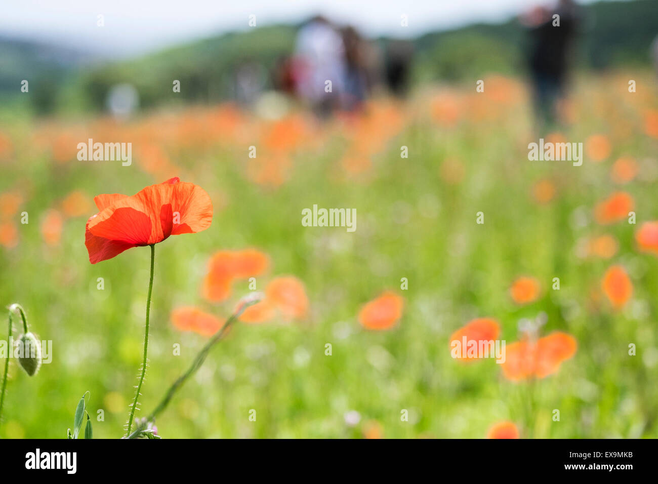 Poppies in Lost Gardens of Heligan in Cornovaglia. Foto Stock