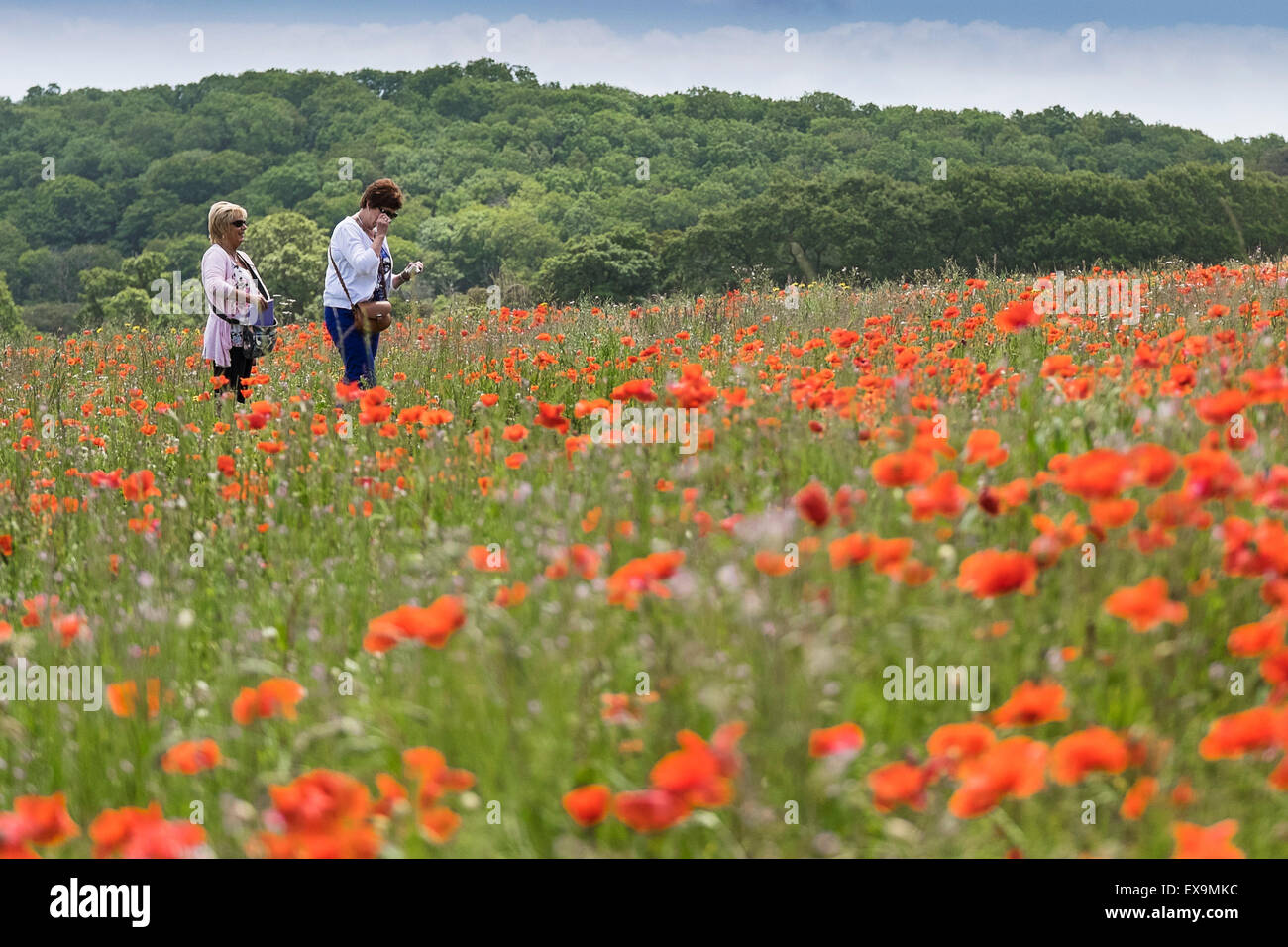 I turisti walkingn attraverso un campo di papaveri in Lost Gardens of Heligan in Cornovaglia. Foto Stock