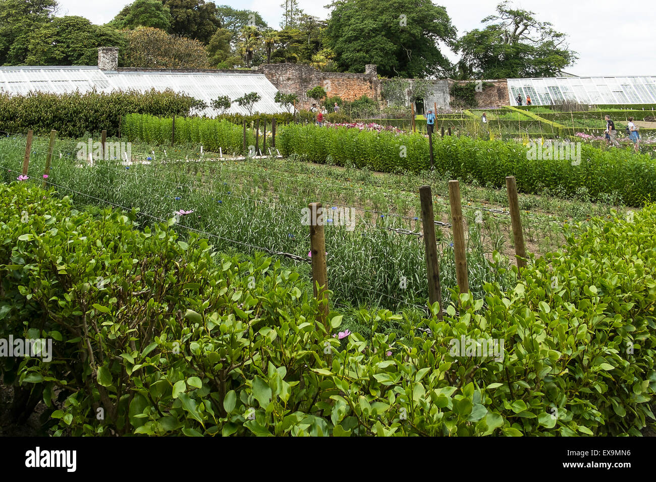 Il giardino vegetale in Lost Gardens of Heligan in Cornovaglia. Foto Stock