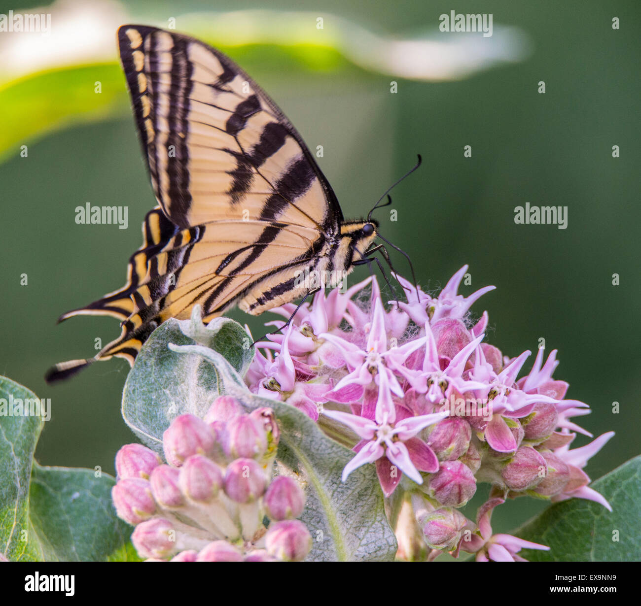 Le farfalle, Tiger coda forcuta sorseggiando nettore su un comune Milkweed fiore pianta. Idaho, America del Nord Foto Stock