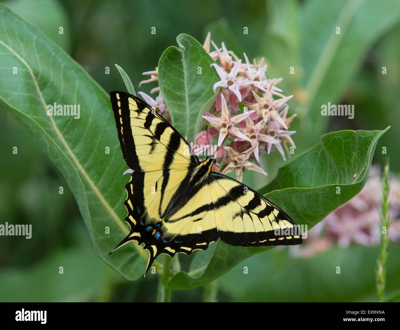 Butterfiles Tigre orientale a coda di rondine di alimentazione a farfalla su nettore da una rigogliosa pianta Milkweed. Idaho, Stati Uniti d'America, America del Nord Foto Stock