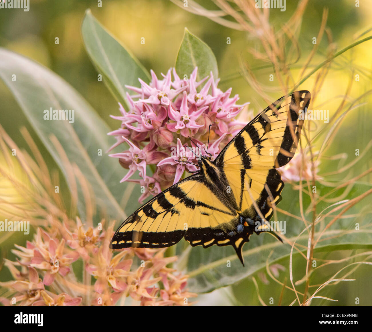 Farfalle, tigre orientale a coda di rondine a farfalla di spegnimento alimentazione nettore da Bloomimg Milkweed comune impianto. Idaho, Stati Uniti d'America Foto Stock