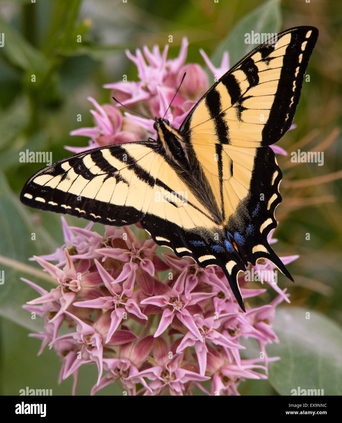 Farfalle, tigre orientale a coda di rondine di alimentazione a farfalla su nettore da una rigogliosa pianta Milkweed. Idaho, Stati Uniti d'America, America del Nord Foto Stock