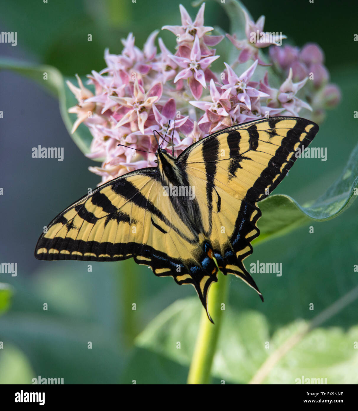 Butterflys, tigre orientale a coda di rondine di alimentazione a farfalla su nettore da una rigogliosa pianta Milkweed. Idaho, Stati Uniti d'America Foto Stock