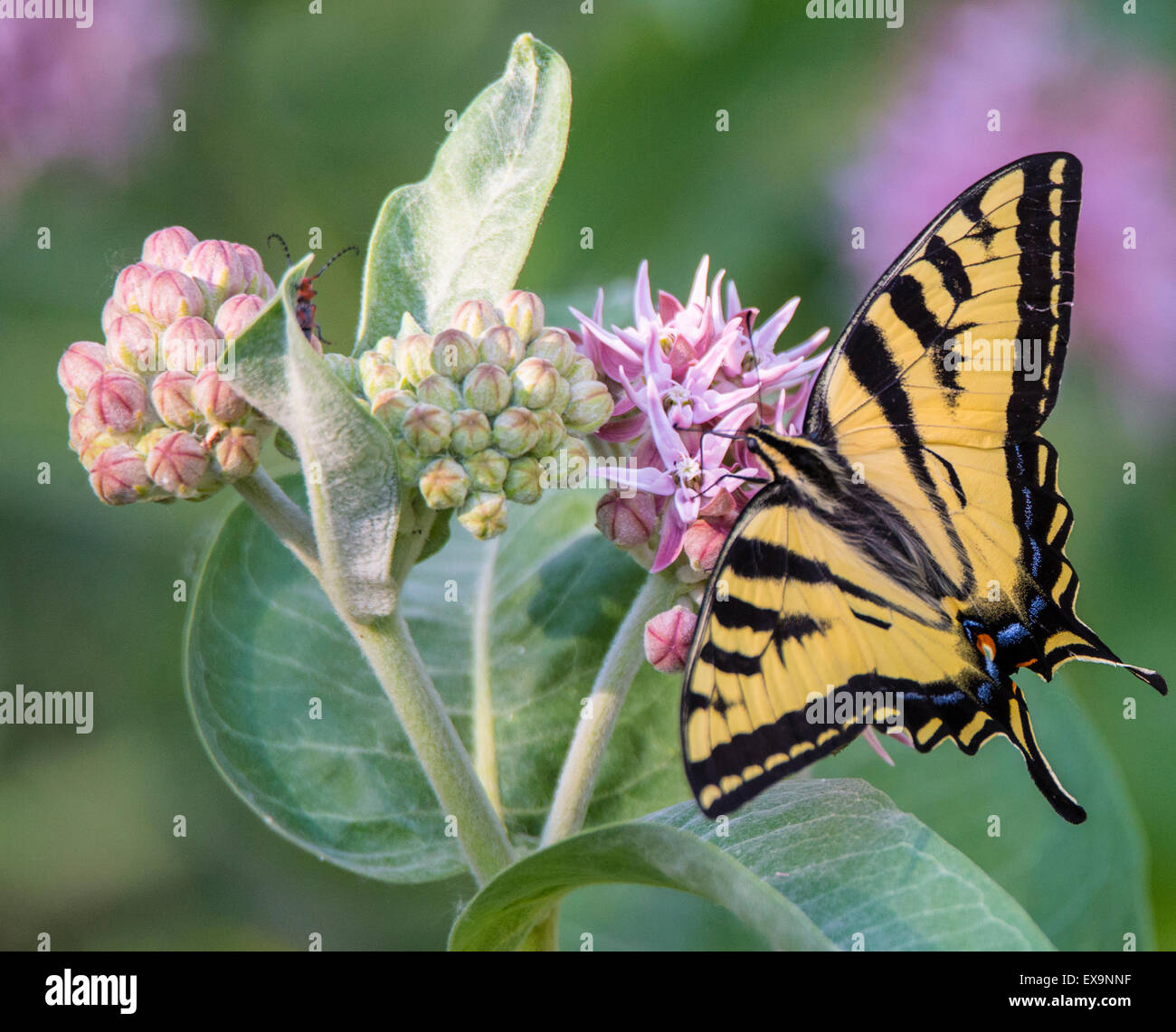 Butterfles, tigre orientale a coda di rondine a farfalla di spegnimento alimentazione nettore da Bloomimg Milkweed comune impianto. Idaho, Stati Uniti d'America Foto Stock