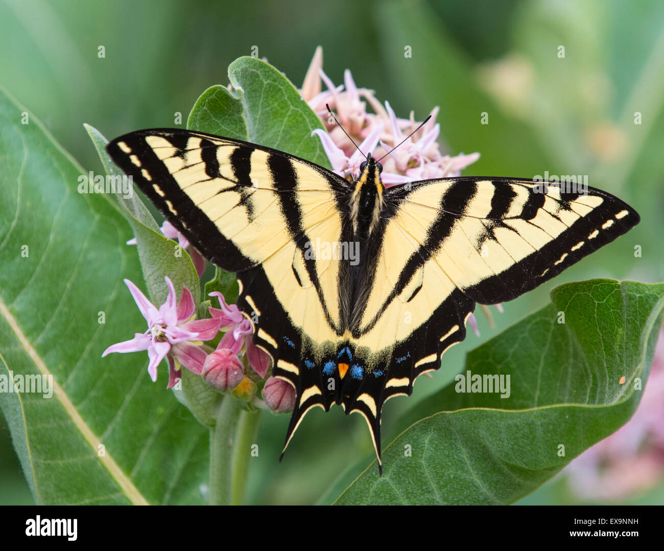 Farfalle, tigre orientale a coda di rondine di alimentazione a farfalla su nettore da una rigogliosa pianta Milkweed. Idaho, Stati Uniti d'America, America del Nord Foto Stock