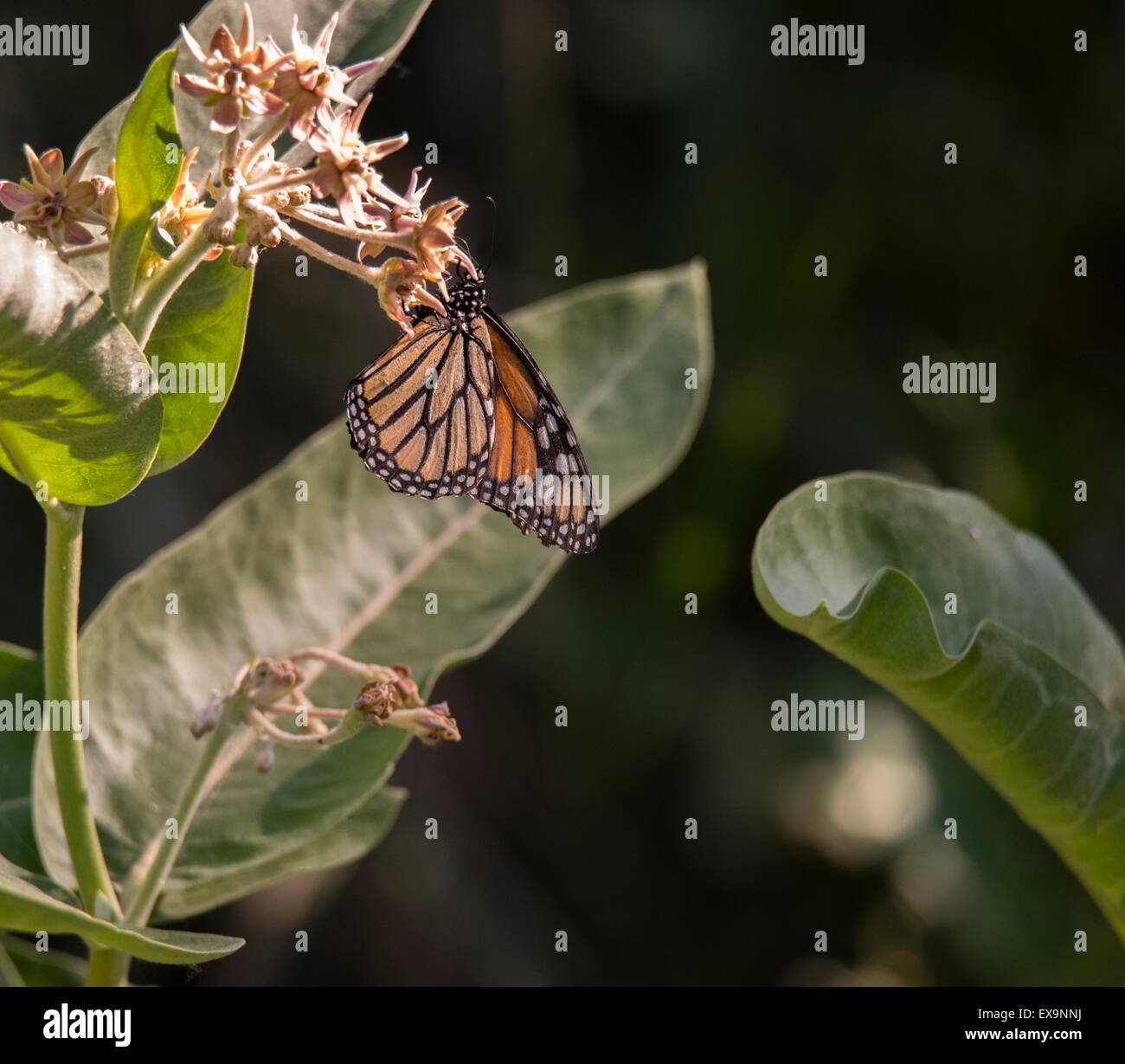 Butterfles, ,traslucido minacciate farfalla monarca alimentazione off Blooming Milkweed impianto per nettore. Idaho, Stati Uniti d'America Foto Stock