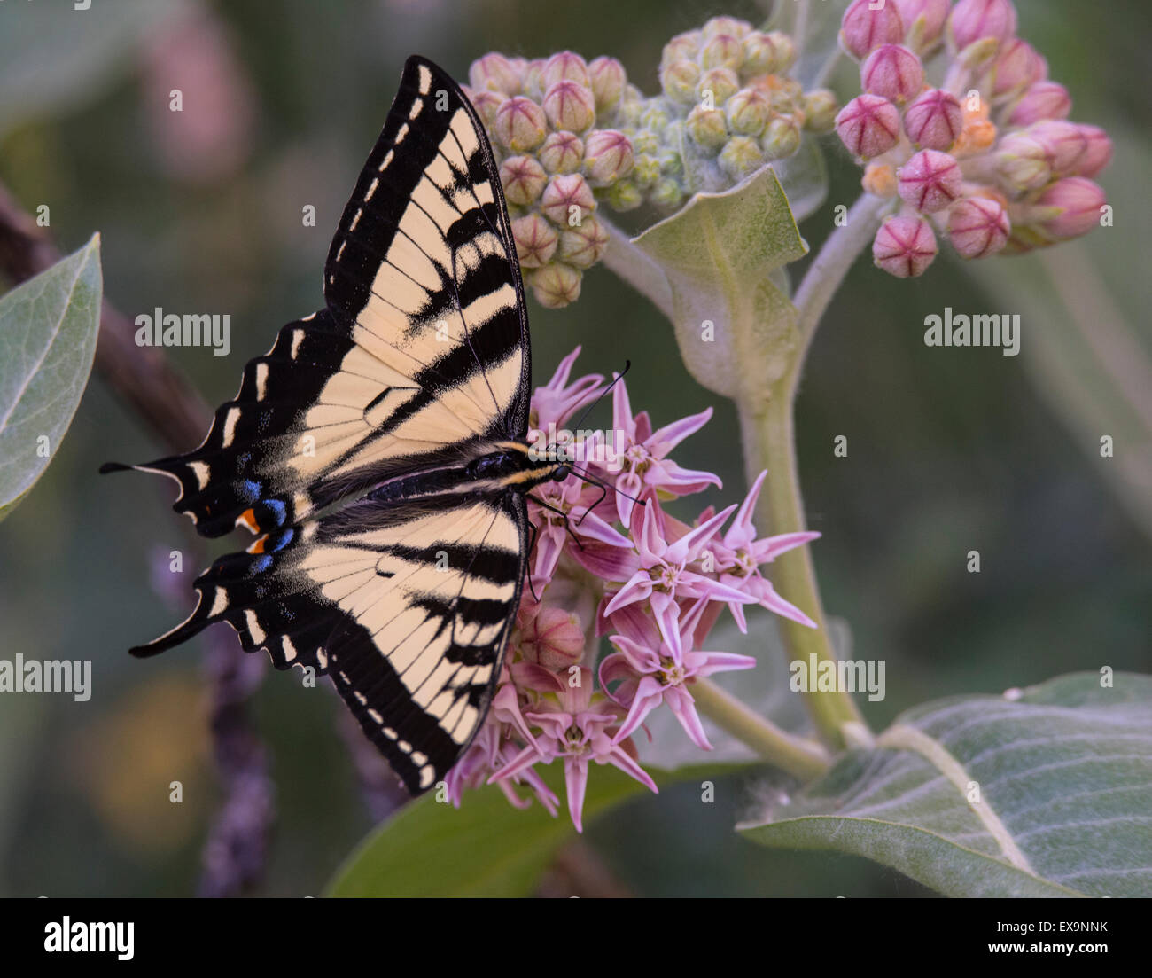 Butterfles, tigre orientale a coda di rondine a farfalla di spegnimento alimentazione nettore da Bloomimg Milkweed comune impianto. Idaho, Stati Uniti d'America Foto Stock