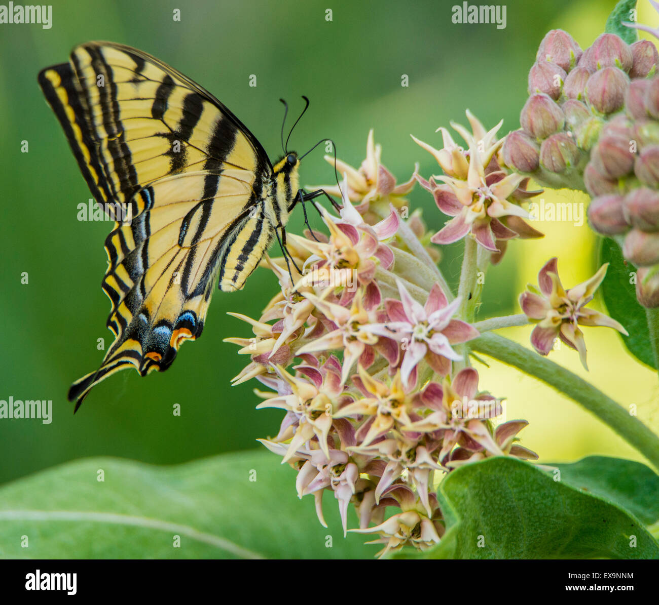 Butterfles, tigre orientale Swallowtailsipping nettore dal comune impianto Milkweed. Idaho, Stati Uniti d'America, America del Nord Foto Stock