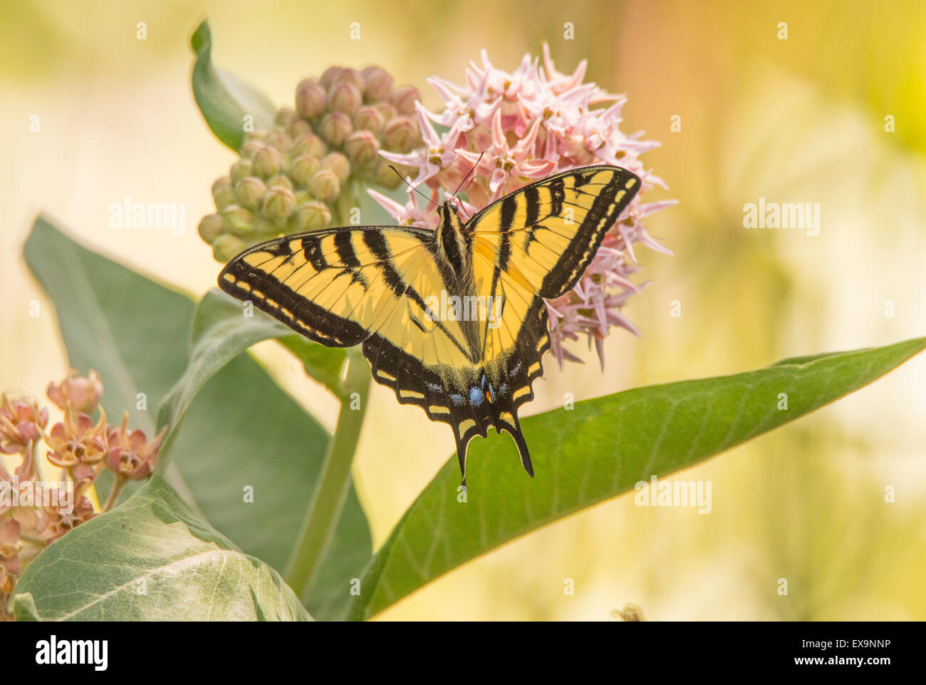 Butterfles Tiger farfalla a coda di rondine sorseggiando nettore nettore da Bloomimg Milkweed comune impianto. Idaho, Stati Uniti d'America Foto Stock