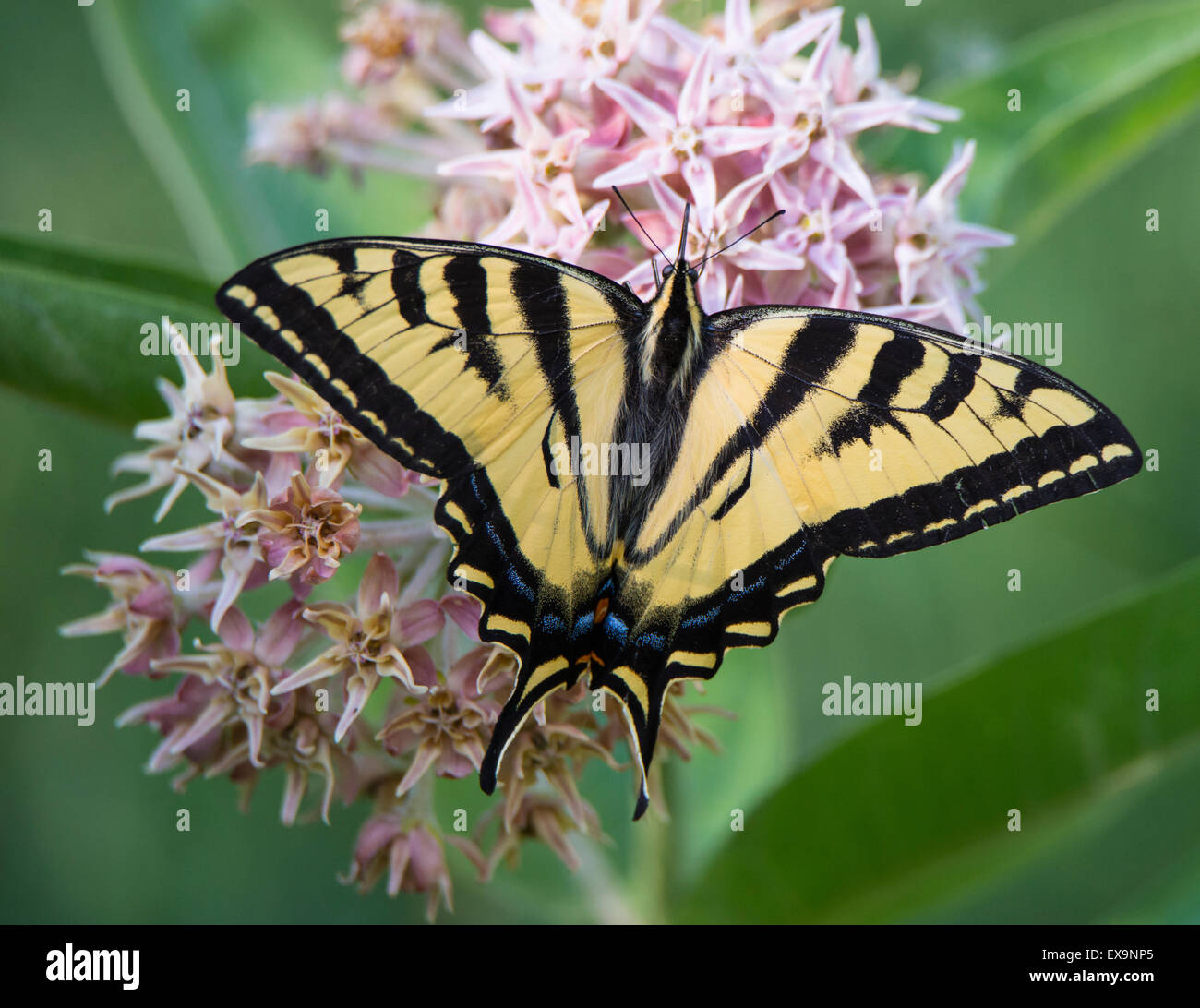 Farfalle,Tiger farfalla a coda di rondine sorseggiando nettore da Bloomimg Milkweed comune impianto. Idaho, Stati Uniti d'America, America del Nord Foto Stock