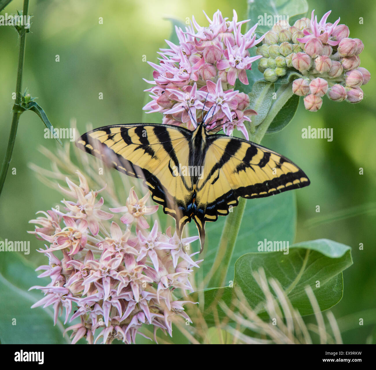 Farfalle,Tiger a coda di rondine Butterflysipping nettore da Bloomimg Milkweed comune impianto. Idaho, Stati Uniti d'America, America del Nord Foto Stock