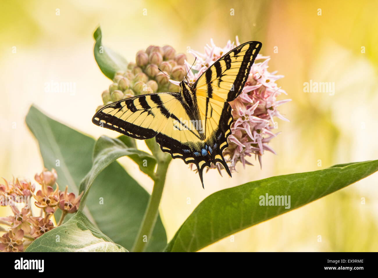 Butterflys,Tiger farfalla a coda di rondine sorseggiando nettore da Bloomimg Milkweed comune impianto. Idaho, Stati Uniti d'America, Nord America Foto Stock