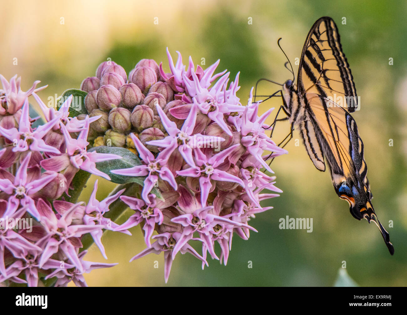Butterflys,Tiger a coda di rondine sorseggiando nettore dal comune impianto Milkweed. Idaho, Stati Uniti d'America, Nord America Foto Stock