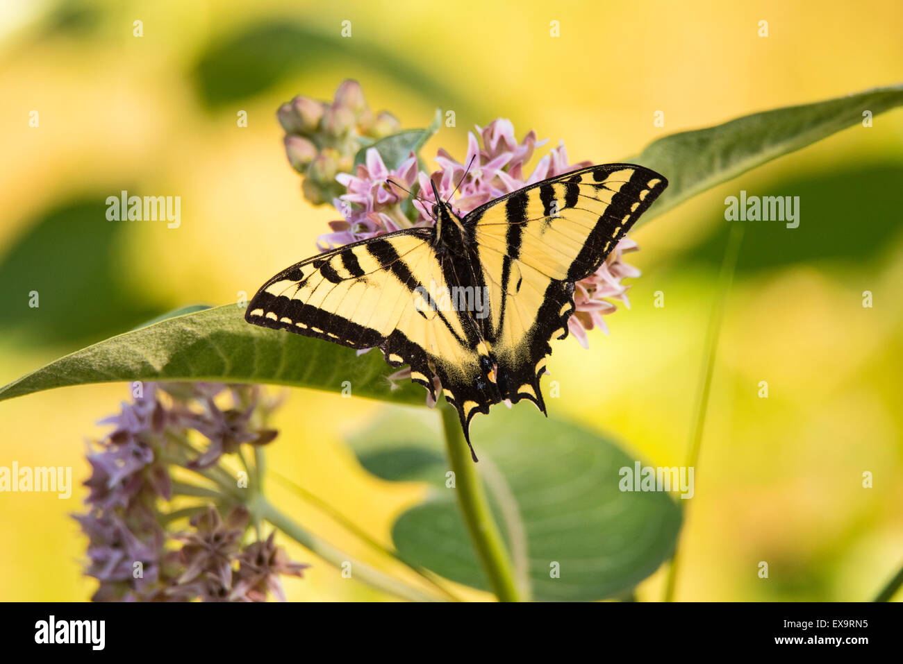 Farfalle,Tiger farfalla a coda di rondine sorseggiando nettore della fioritura di un comune impianto Milkweed, Idaho, Stati Uniti d'America, Nord America Foto Stock