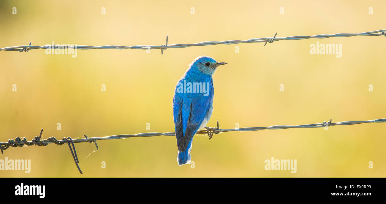 Gli uccelli,montagna maschio Blue Bird arroccato su di una recinzione. Stato di Idaho Bird, Idaho, Stati Uniti d'America Foto Stock