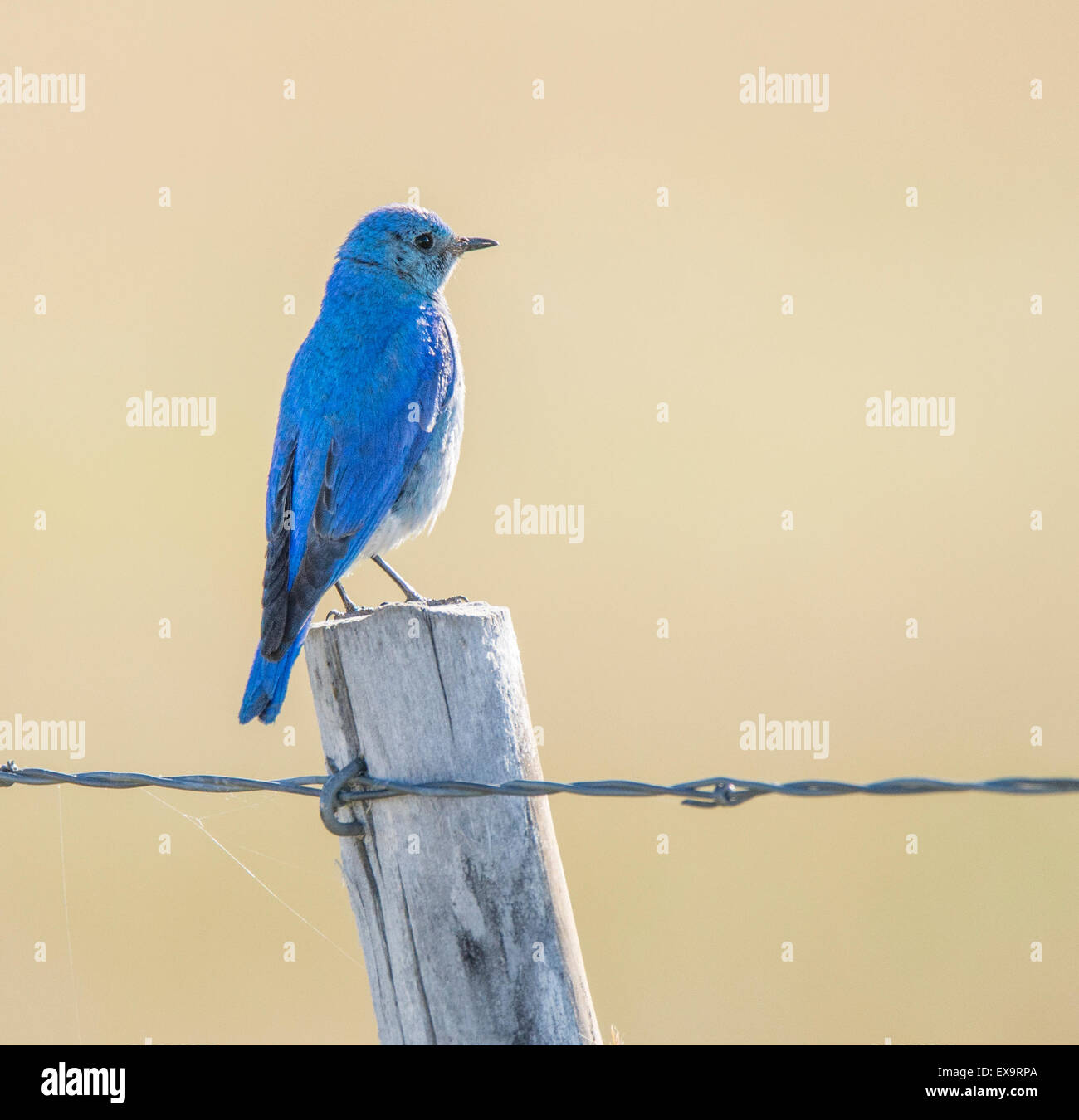 Gli uccelli,montagna maschio Blue Bird arroccato su di un palo da recinzione, Idaho membro Bird, Idaho, Stati Uniti d'America Foto Stock