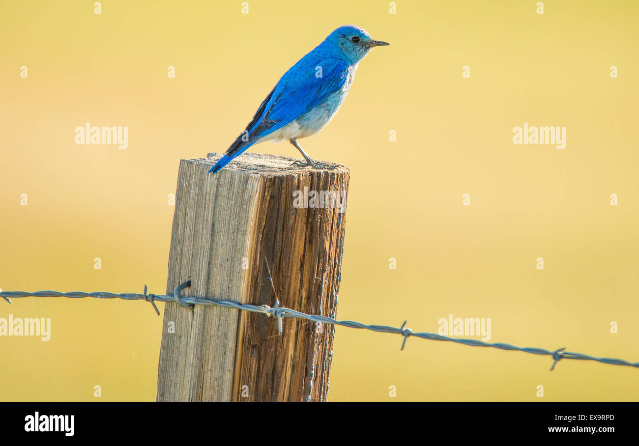 Gli uccelli di montagna, Blue Bird arroccato su di un palo da recinzione,Idaho membro Bird, Idaho, Stati Uniti d'America Foto Stock