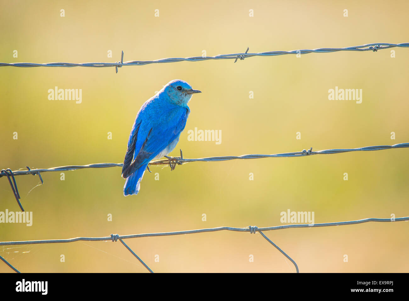 Gli uccelli di montagna maschio Blue Bird arroccato su di una recinzione. Stato di Idaho Bird, Idaho, Stati Uniti d'America Foto Stock