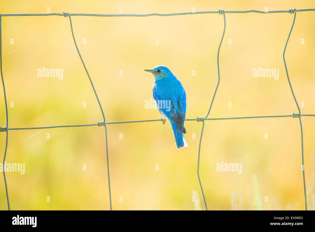 Gli uccelli,montagna maschio Blue Bird arroccato su un recinto.Stato di Idaho Bird, Idaho, Stati Uniti d'America Foto Stock