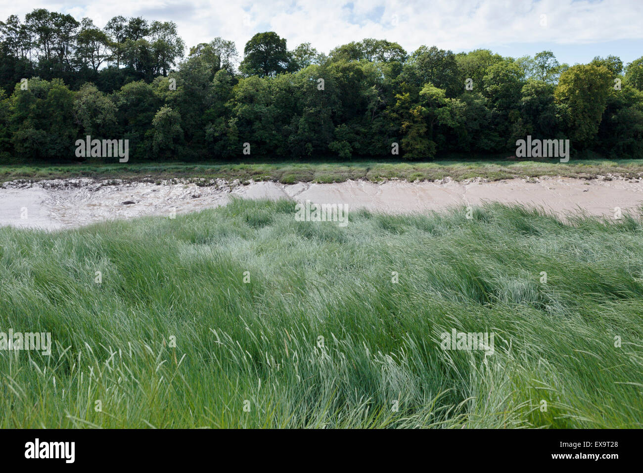 La bassa marea, velme canneti e boschi sul fiume Avon in mare mulini a Bristol. Foto Stock