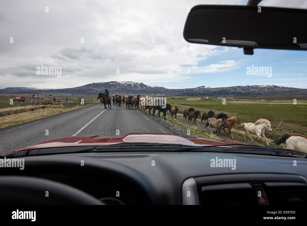 Allevamento di cavalli islandesi essendo pilotati attraverso la strada Islanda Foto Stock
