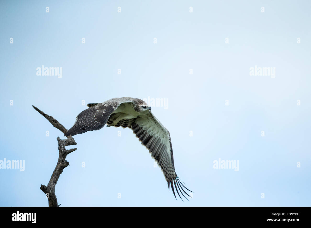 Africa, Sud Africa, il Parco Nazionale Kruger, immaturi Falco pescatore (Pandion haliaetus) ali si diffonde mentre prendere il volo Foto Stock