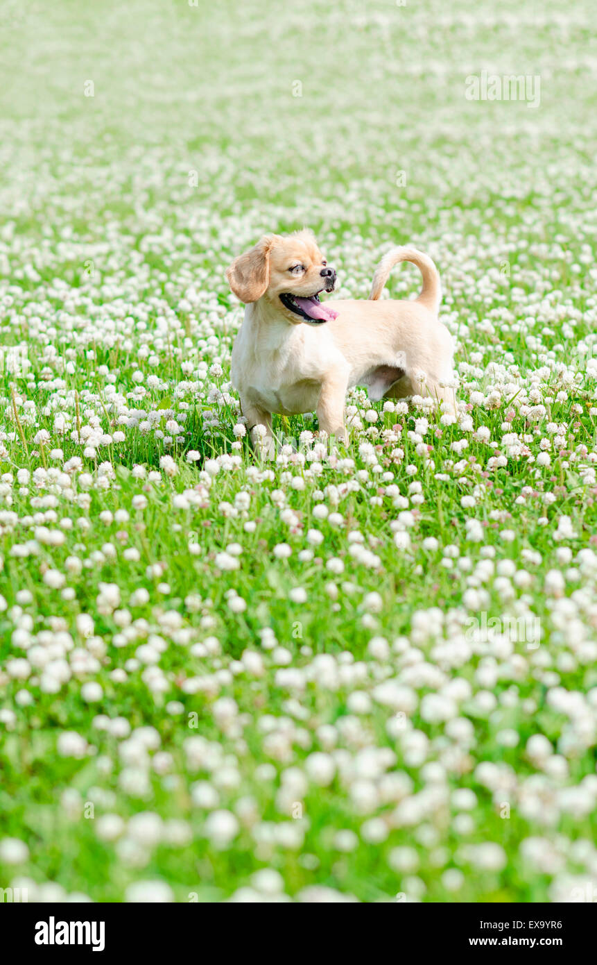 Pekingese - Cocker Spaniel razza mista felice nel campo di Trifoglio bianco Foto Stock