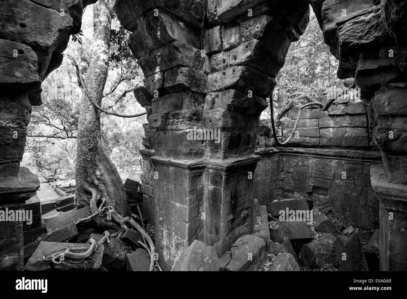 Asia, Cambogia Siem Reap Provincia, alberi salgono attraverso sbriciolato ruderi di pietra di Beng Mealea tempio Foto Stock