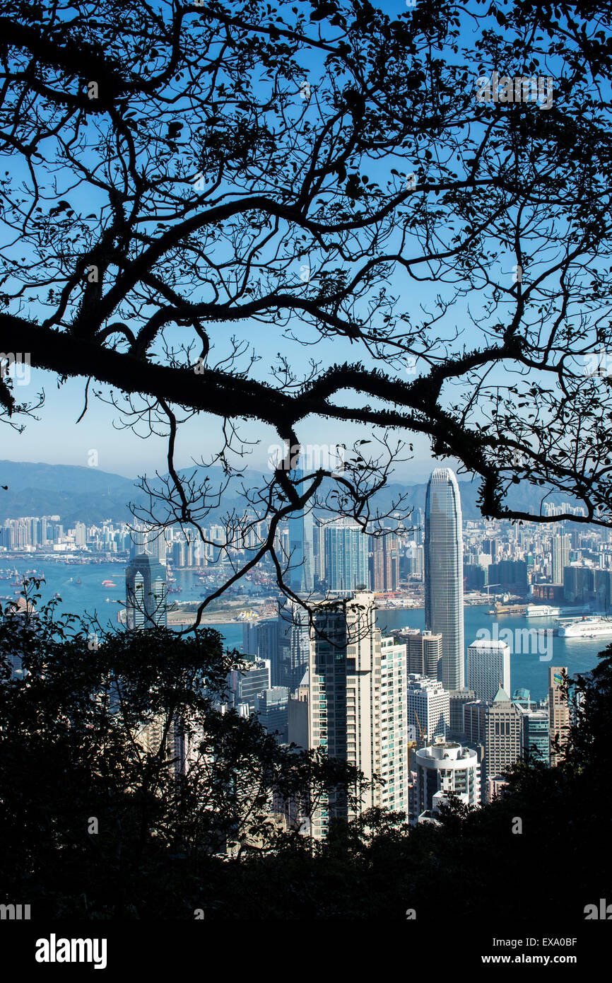 Cina, Hong Kong, vista dello skyline della città attraverso i rami di alberi in cima Victoria Peak su inverno mattina Foto Stock