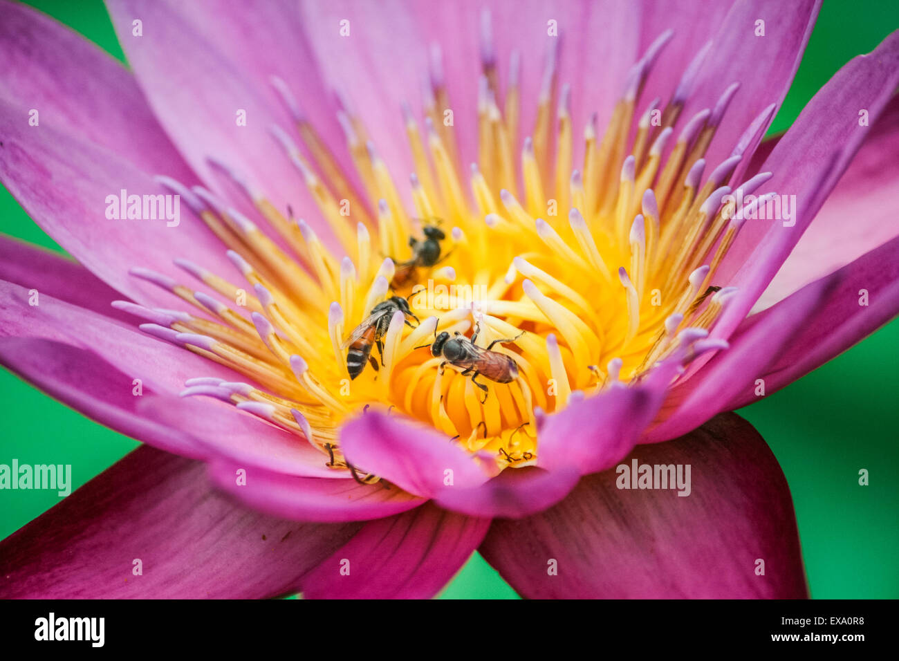 Fiore di loto con api Foto Stock