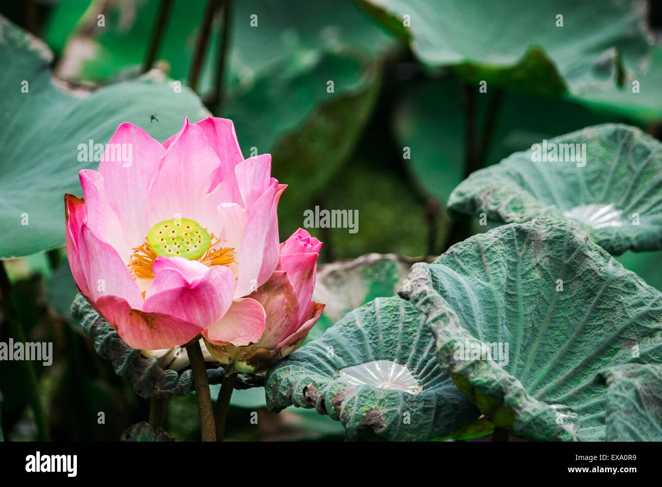 Fiore di loto fiorì Foto Stock