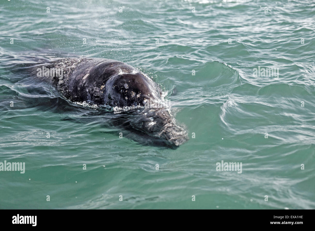 In prossimità di una giovane balena grigia viene ad avere uno sguardo. Dettaglio della testa. Foto Stock