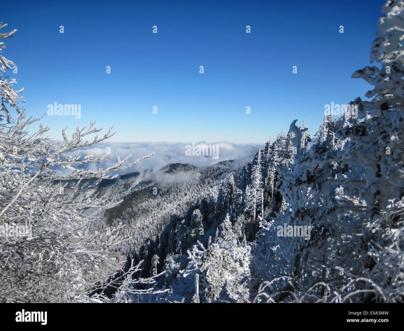 Alberi coperti di neve e ghiaccio lungo l'Appalachian Trail nel Great Smoky Mountain National Park Foto Stock