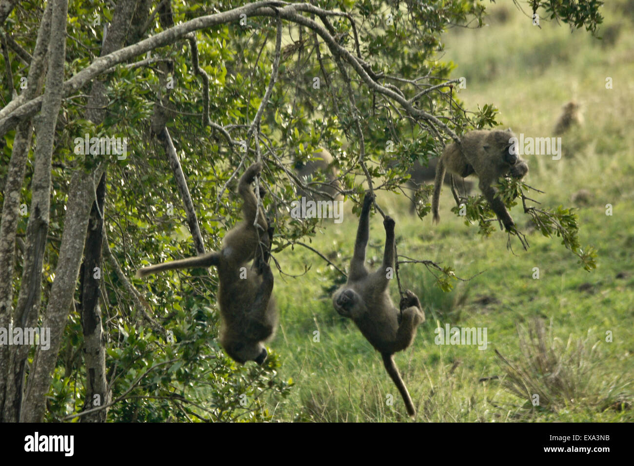 I giovani ulivi babbuini giocando nella struttura ad albero, Ol Pejeta Conservancy, Kenya Foto Stock