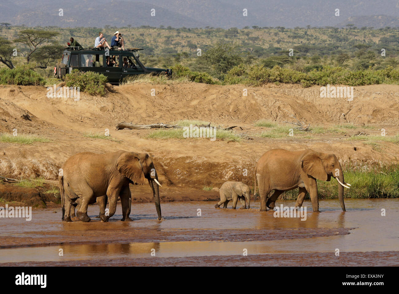 Safari veicolo ed elefanti a Ewaso () Uaso Nyiro, Samburu, Kenya Foto Stock