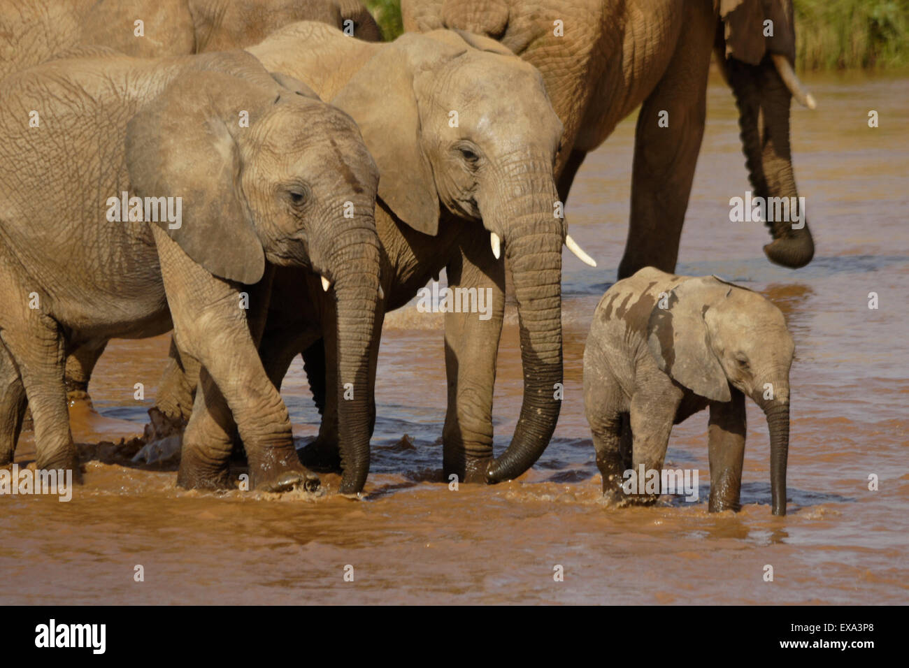 Gli elefanti che attraversano la Ewaso () Uaso Nyiro, Samburu, Kenya Foto Stock