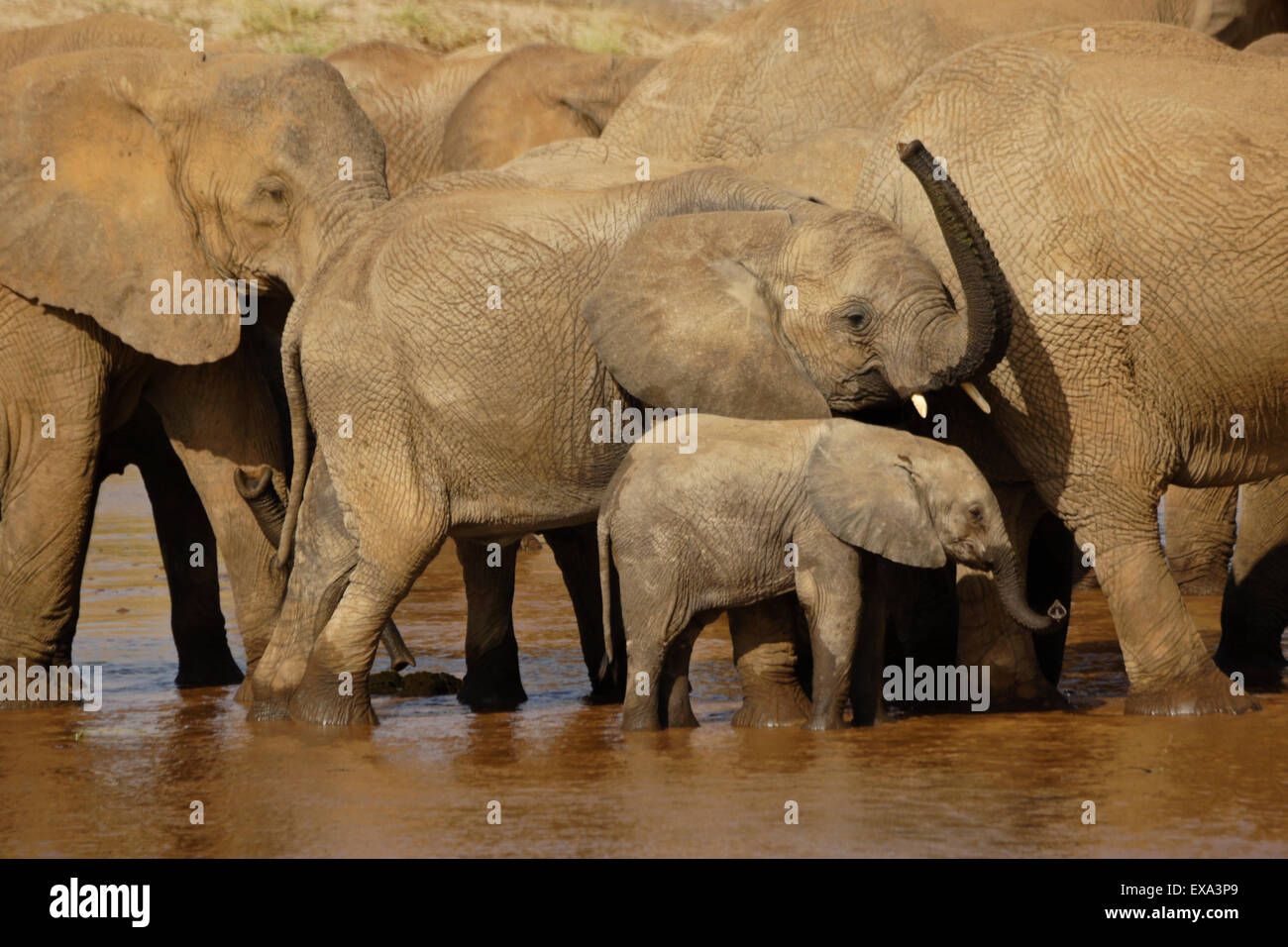 Gli elefanti di bere da Ewaso () Uaso Nyiro, Samburu, Kenya Foto Stock
