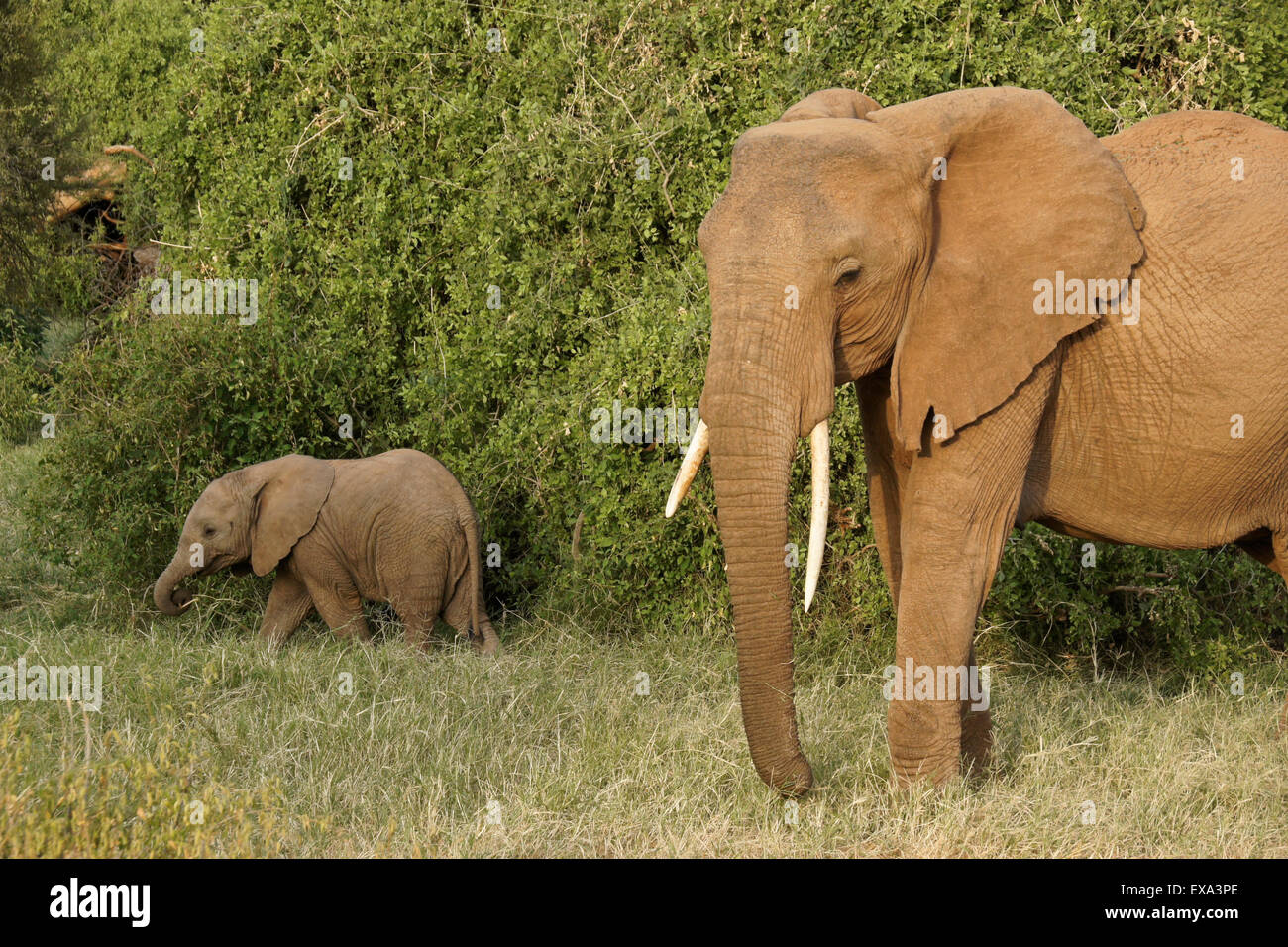 Femmina d'elefante e alimentazione di vitello, Samburu, Kenya Foto Stock
