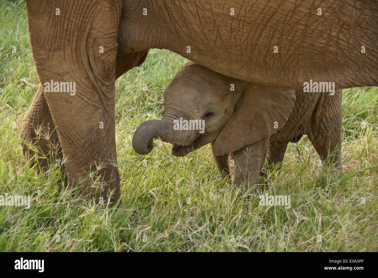 Vitello di elefante mangiare erba sotto la sua madre della pancia, Samburu, Kenya Foto Stock