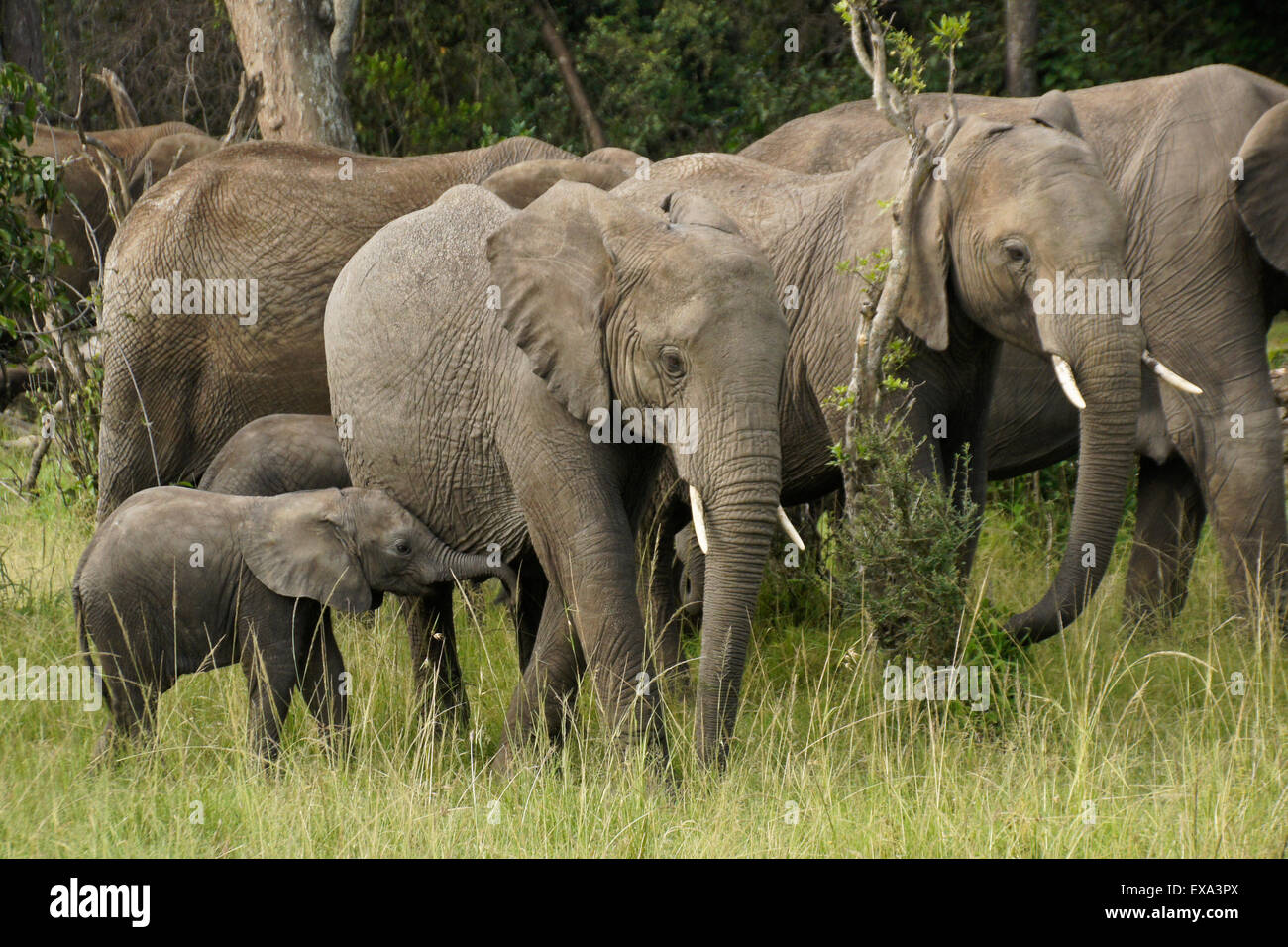 Gruppo di elefanti nel bosco, Masai Mara, Kenya Foto Stock