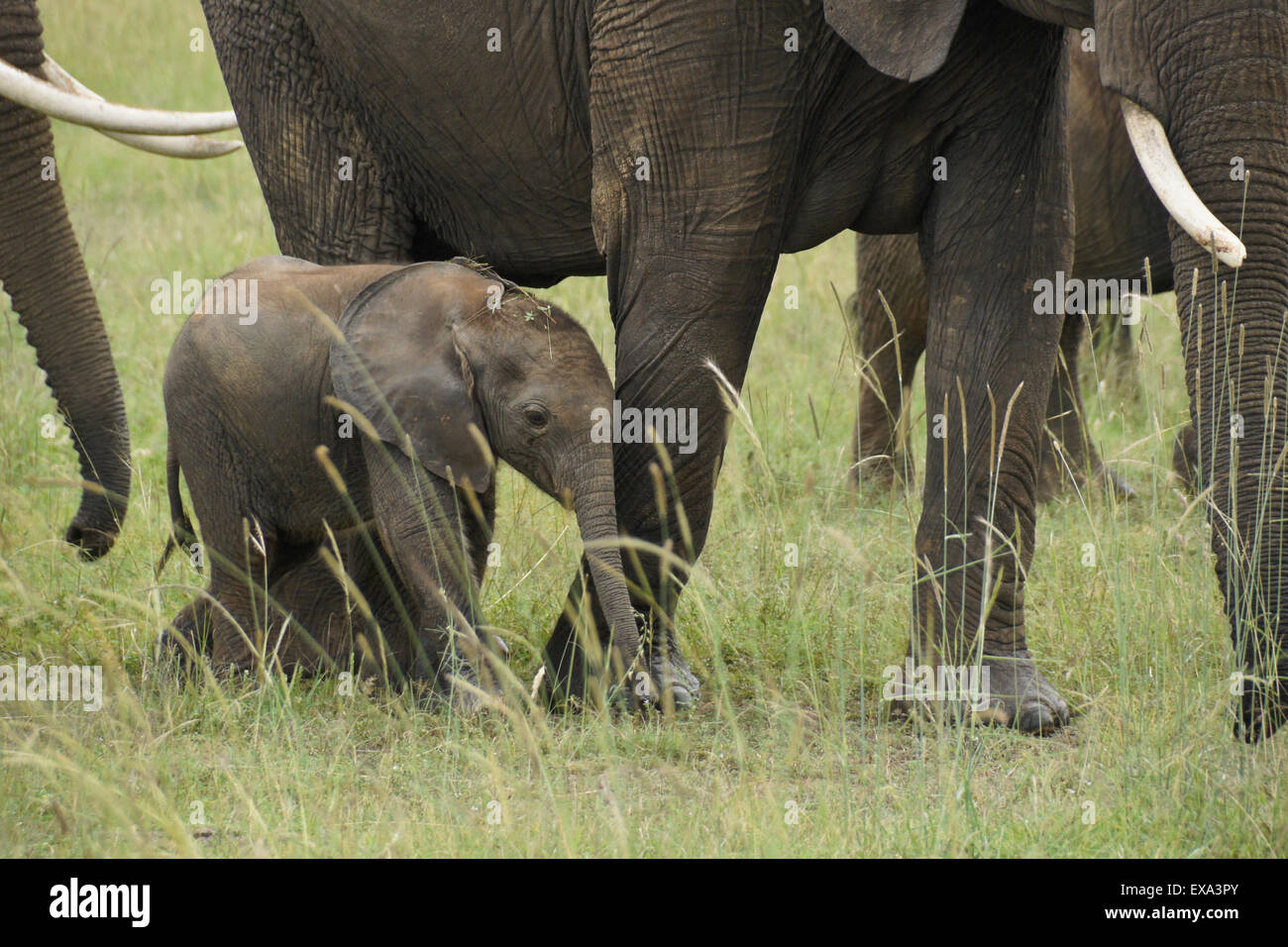 Piccolo vitello di elefante con gli adulti, il Masai Mara, Kenya Foto Stock