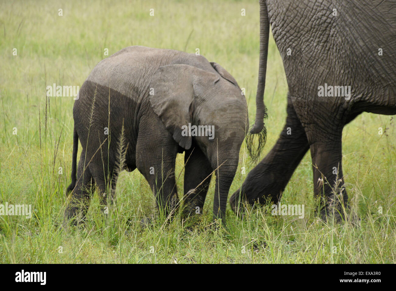 Tiny elephant di vitello madre seguente, il Masai Mara, Kenya Foto Stock