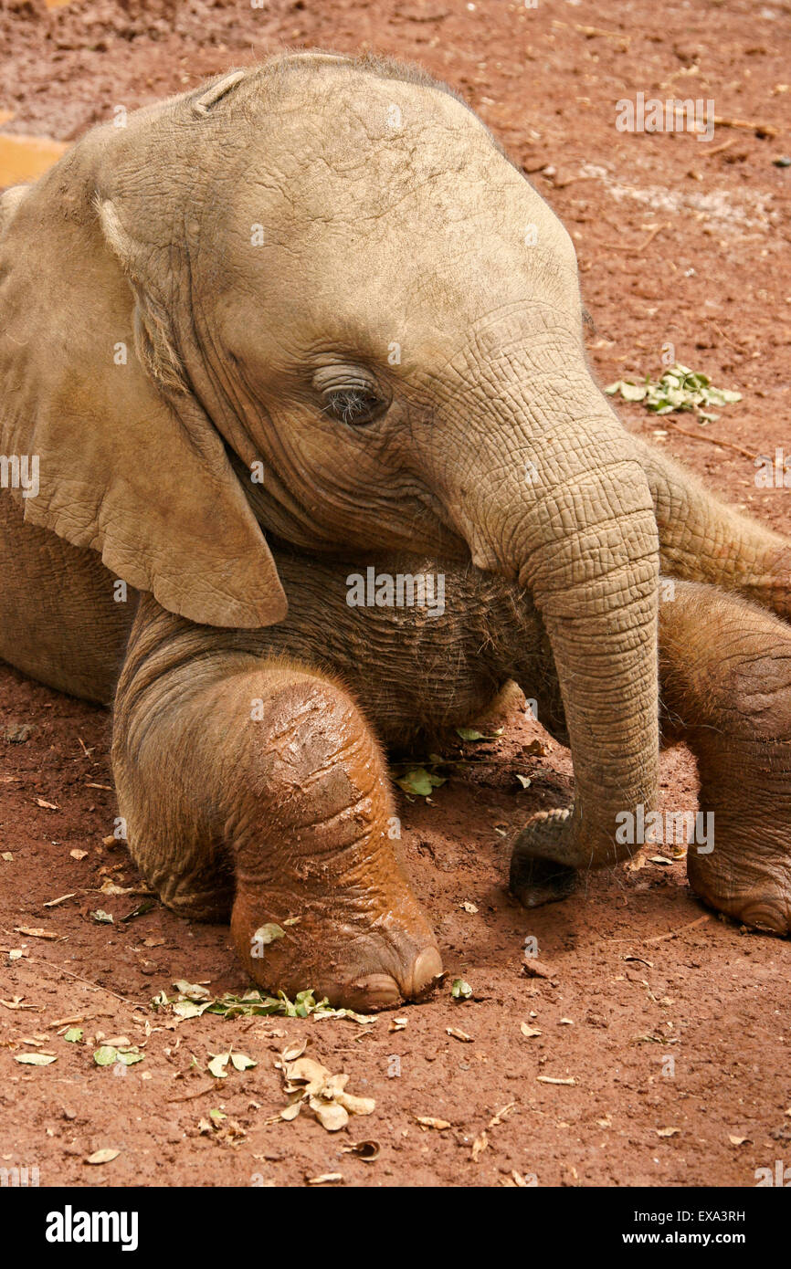 Elefante orfani di vitello, di Sheldrick Wildlife Trust, Nairobi, Kenia Foto Stock