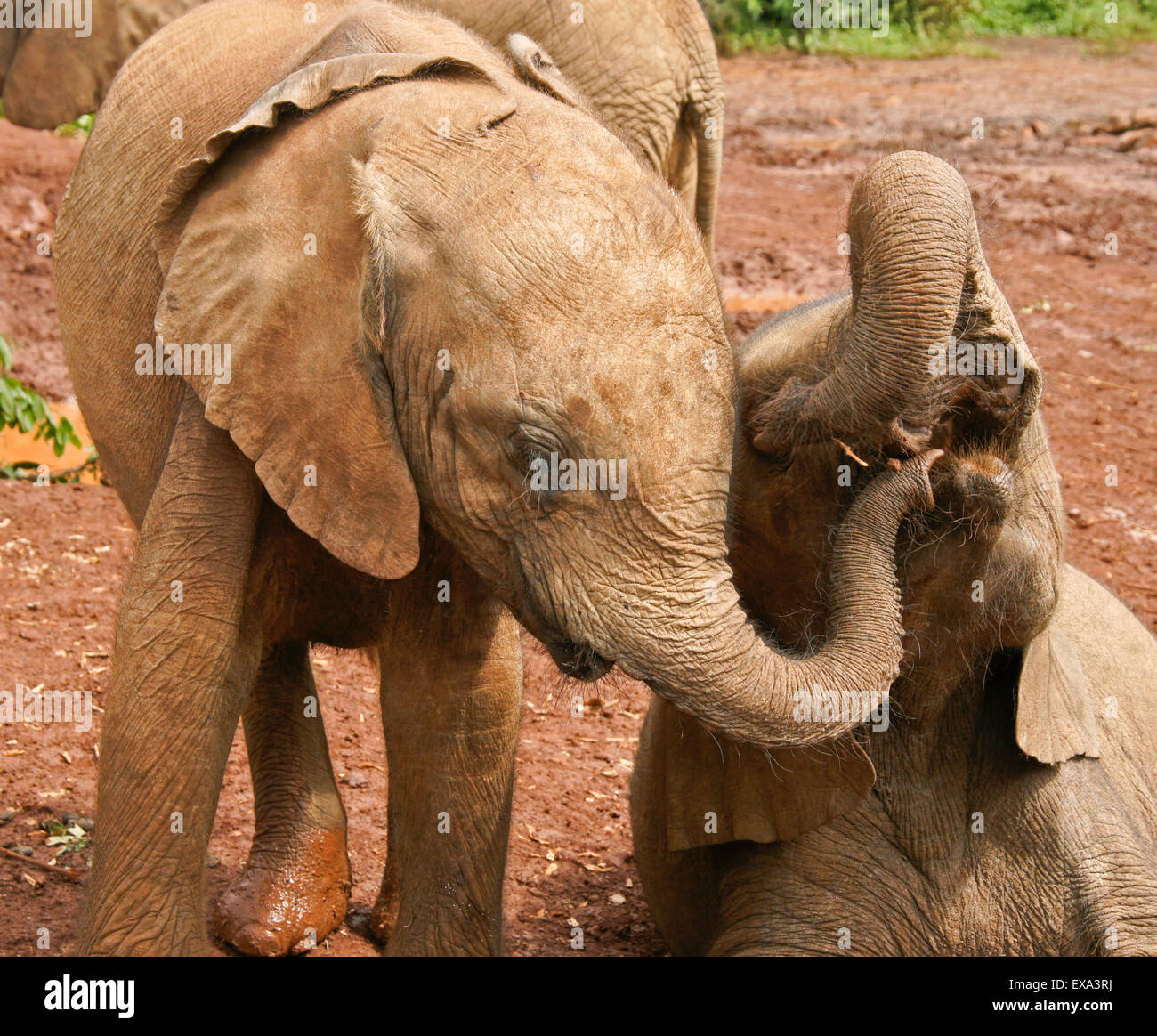 Elefante orfani bambini giocando, Sheldrick Wildlife Trust, Nairobi, Kenia Foto Stock