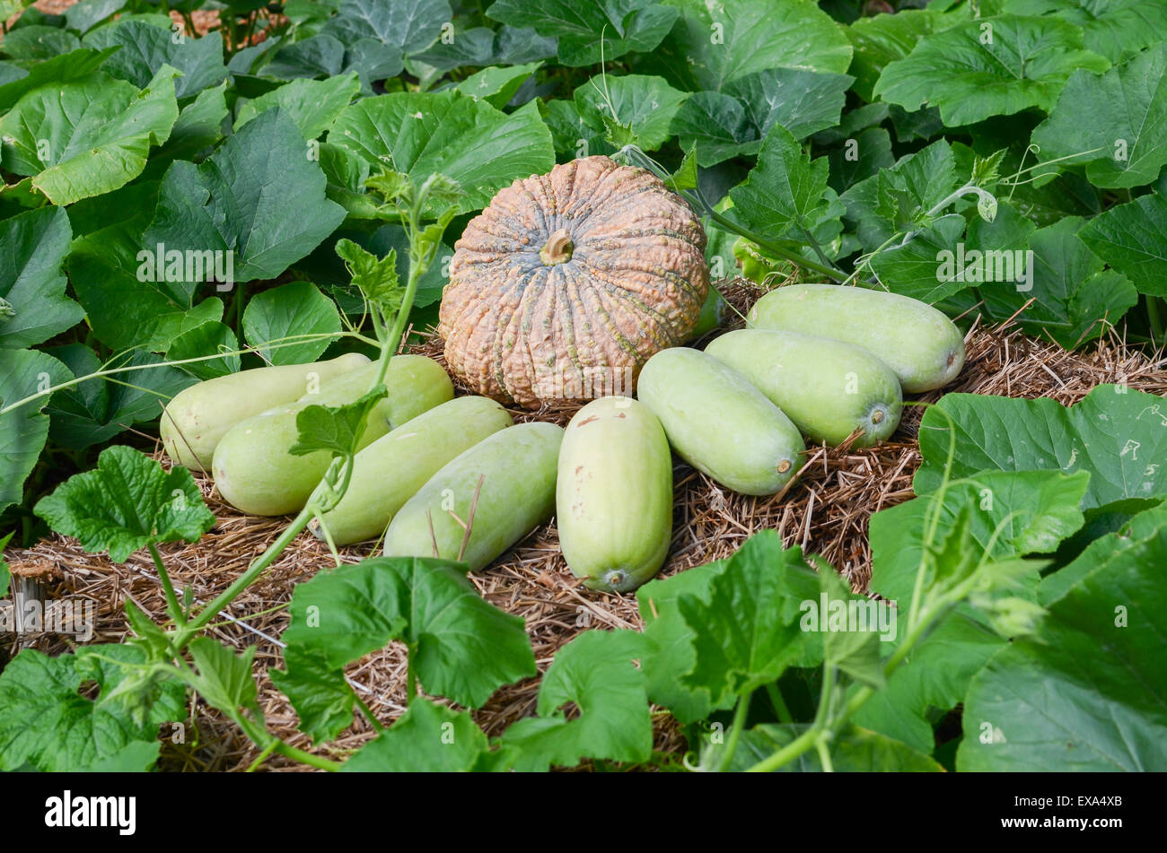 Gourd di cera e zucca in paglia in zucca patch. Foto Stock