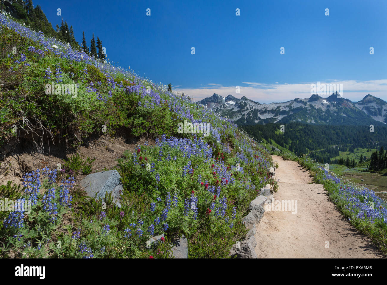 Skyline sentiero percorso trekking sul Monte Rainier con estate fiori selvatici e le montagne in distanza. Foto Stock